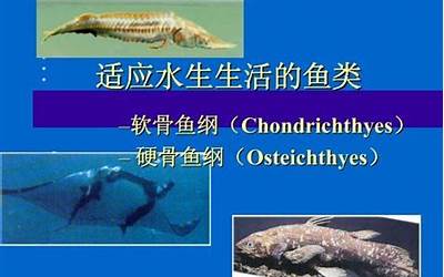 重庆璧山楼盘网（重庆璧山楼盘）
