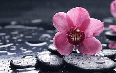 狡兔三窟的意思解释（狡兔三窟的意思）