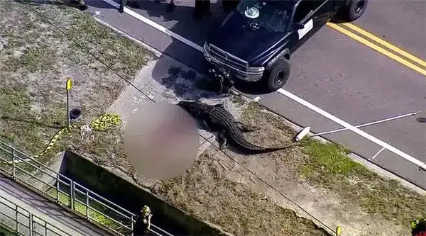 4米多长巨鳄被发现正在路边吃人！已成美国佛州泛滥物种