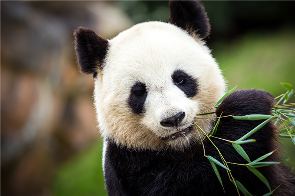 我国首个大熊猫学院成立 网友神评：熊大  第1张