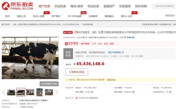 4000多头奶牛“卖身”替主人还债 4543万元落槌京东拍卖
