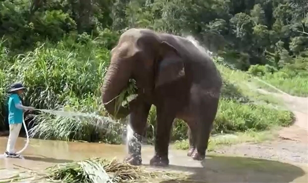 西双版纳推出大象铲屎官研学产品：让更多游客了解亚洲象