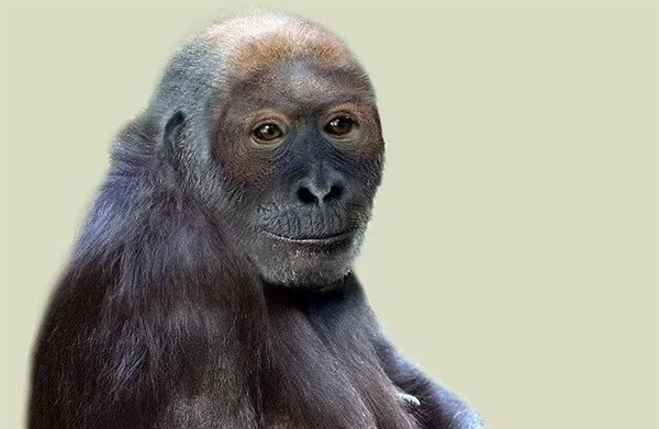 千万年前古猿面貌复原：它可能是人类最早祖先之一  第1张