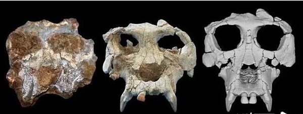 千万年前古猿面貌复原：它可能是人类最早祖先之一  第2张