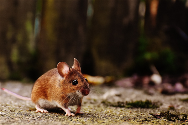 美国纽约老鼠已泛滥成灾 有APP推出"老鼠探测"功能