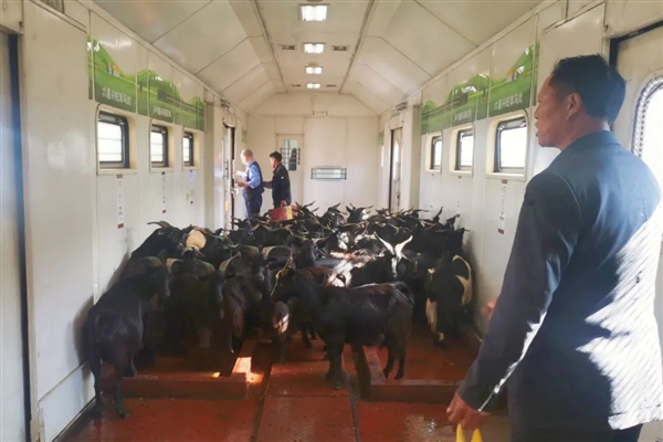 四川50只羊坐火车的视频火了 网友：买的是站票吗  第1张