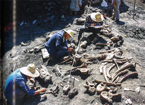 600多万年！云南发现巨型竹鼠化石：体形是现生竹鼠数倍