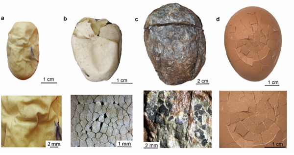 im钱包下载:中国科学家揭密最早的恐龙蛋是软蛋：跟硬壳鸡蛋大不同  第1张