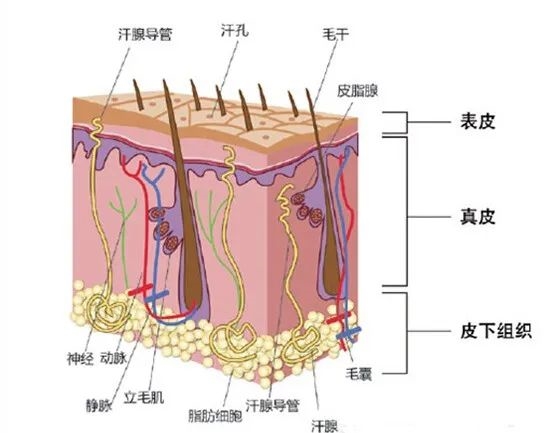 im钱包app官方下载:洗完头后 自然风干好 还是吹干好 大部分人都做错了  第3张