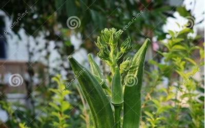 免费获取root权限,手机获取root权限，快速又免费！  第1张