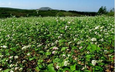 苹果手机被偷对方关机,苹果手机失窃，对方强制关机