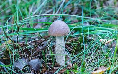 苹果平板电脑型号,苹果平板电脑—哪款型号最适合您的需求？