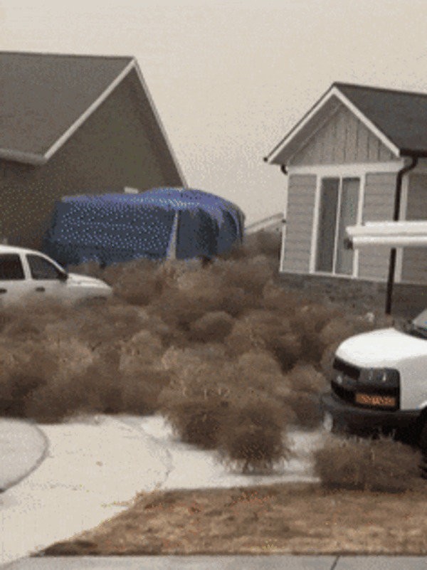 一觉醒来美国犹他州的房屋被草淹了！  第9张