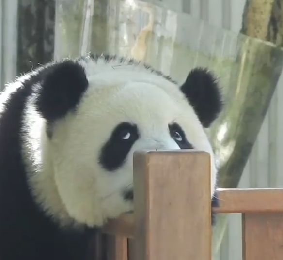 大熊猫“青糍”因病去世：患罕见肠梗阻并发肠套叠