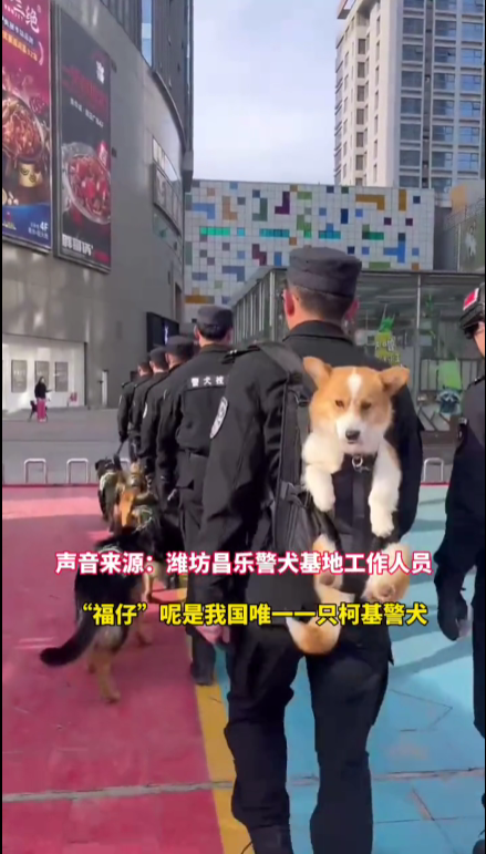 首个柯基警犬福仔亮相 出门得背着！它是怎么混上编制的  第1张