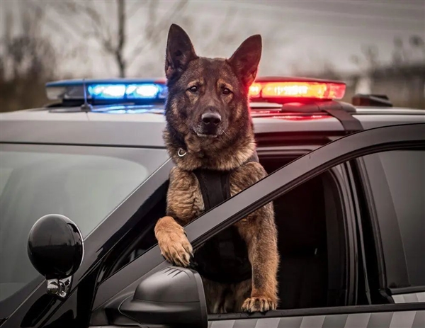 首个柯基警犬福仔亮相 出门得背着！它是怎么混上编制的  第2张