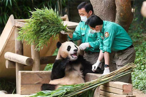 欢迎回家！旅韩大熊猫“福宝”平安抵达成都  第2张