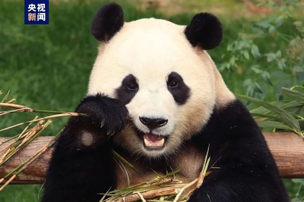 欢迎回家！旅韩大熊猫“福宝”平安抵达成都  第1张