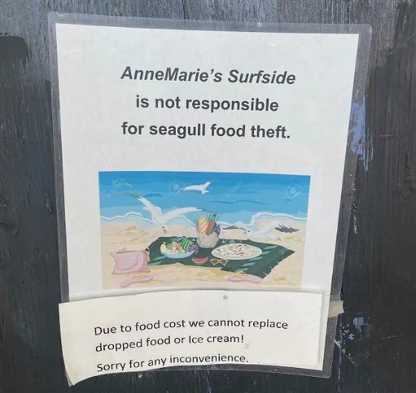 为啥海鸥只偷抢人类食物 你不应该生气 反而要高兴  第2张