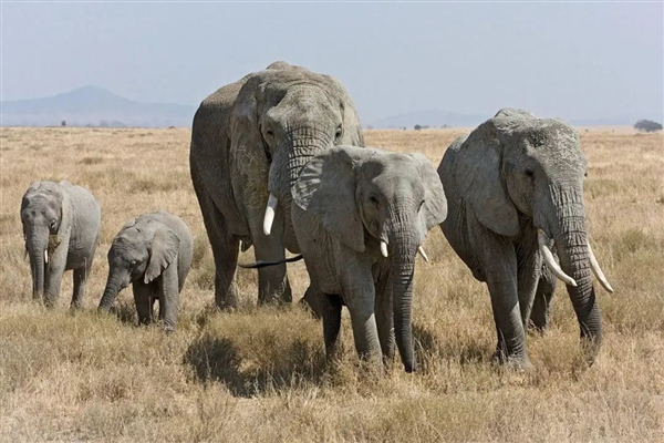 非洲要送英国、德国3万头大象 不能不要！尝尝和大象生活的滋味吧  第1张