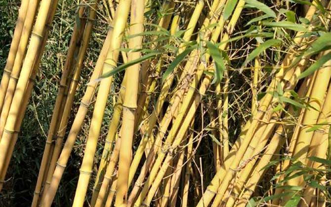 黄竹是什么植物？  第3张