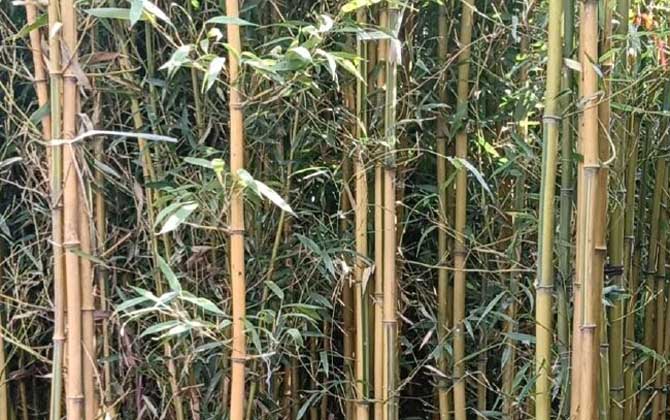 黄竹是什么植物？  第2张