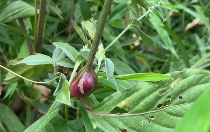 怀牛膝是什么植物？  第3张