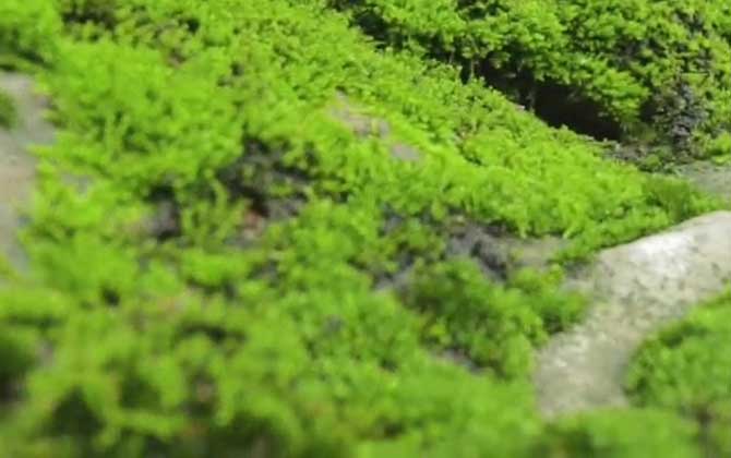 苔藓植物是什么意思？