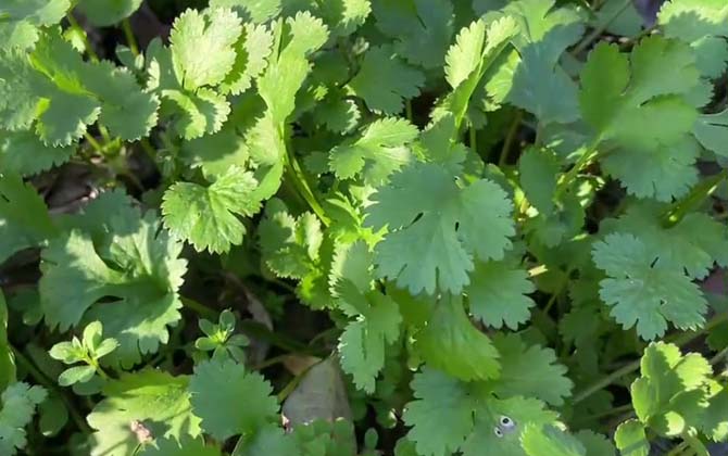 孕妇可以吃香菜吗？  第1张