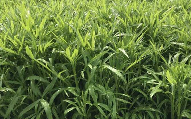蒌蒿是什么植物？  第3张