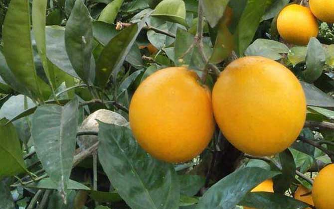 橙子是热性还是凉性？