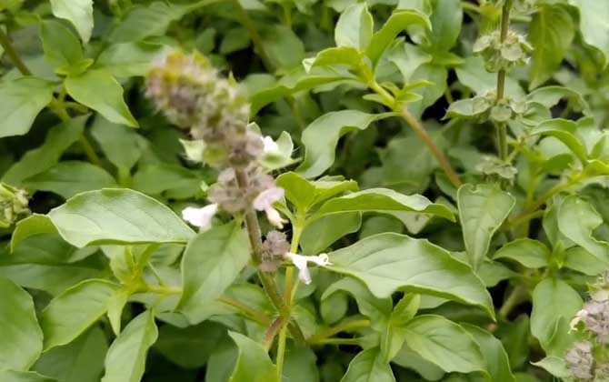 荆芥种子怎么种植？  第1张