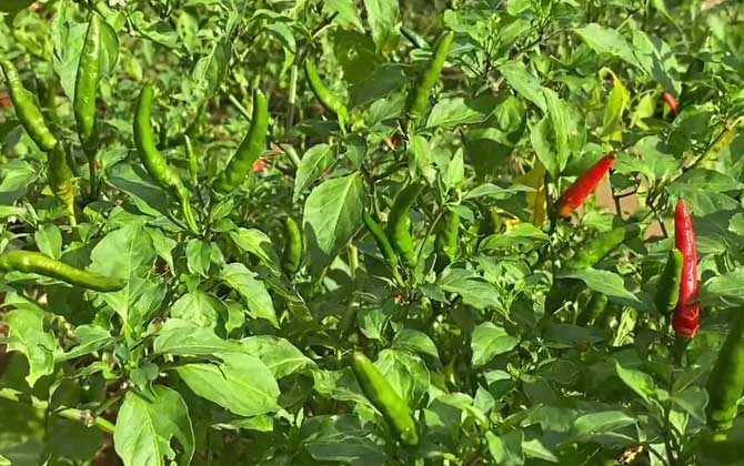 指天椒是什么植物？