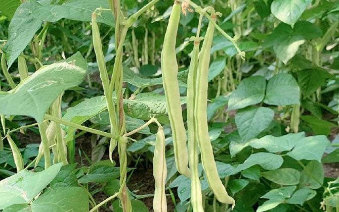 白芸豆是什么植物？  第2张