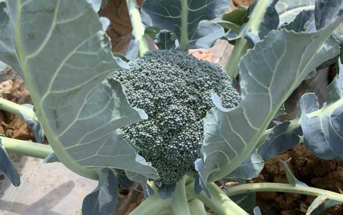 西兰花属于什么科植物？  第2张