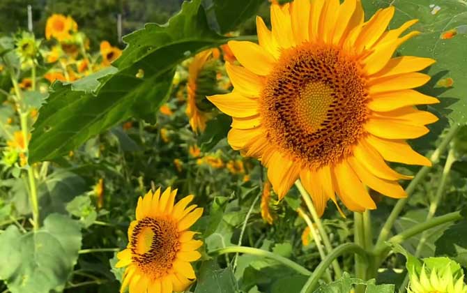 太阳花是什么植物？