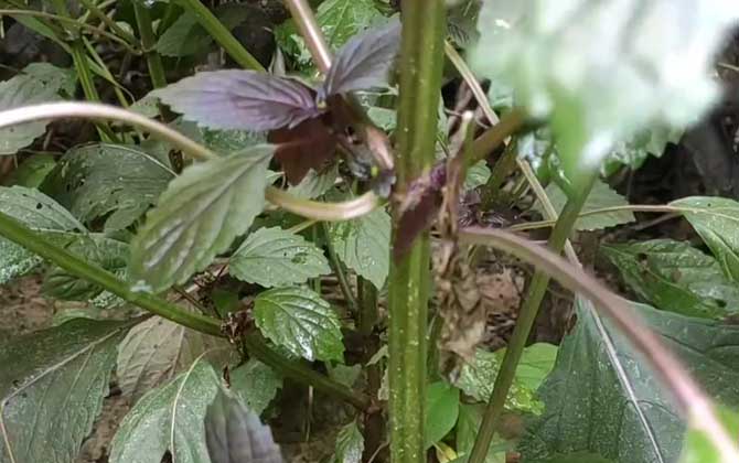 紫苏种子怎么种？  第2张