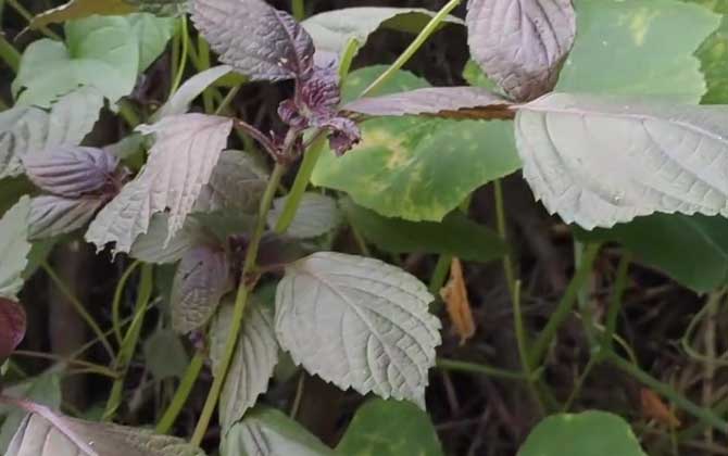 紫苏种子怎么种？  第5张