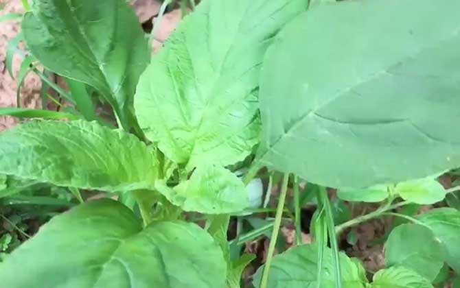 绿穗苋是什么植物？