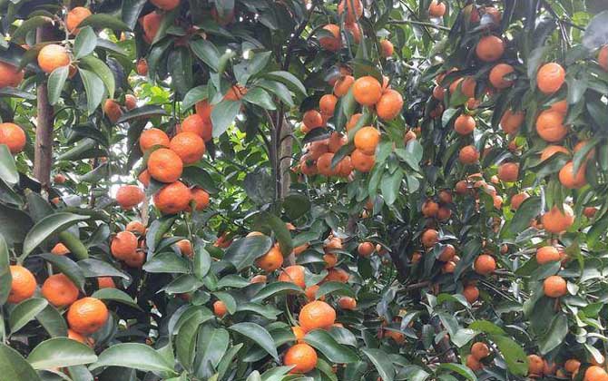 橘子丰收是什么季节？