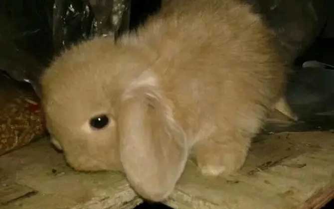 垂耳兔价格多少钱一只？