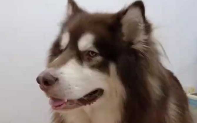 巨型阿拉斯加犬是什么犬种？  第3张