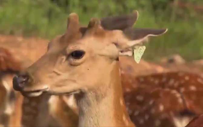梅花鹿是几级保护动物？