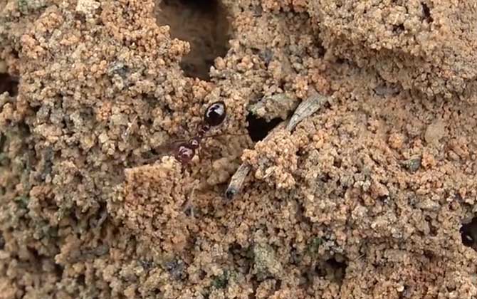 蚂蚁有牙齿吗？  第2张