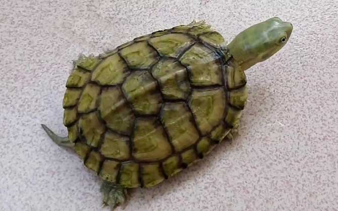 日本石龟是什么动物？  第3张
