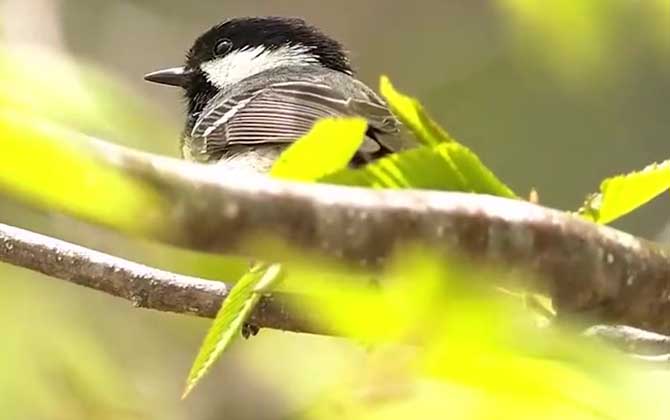 贝子鸟是什么鸟？  第2张