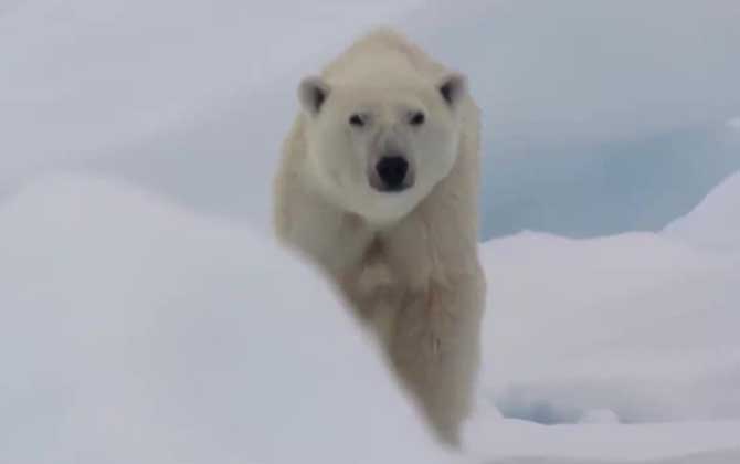 北极熊是什么动物？