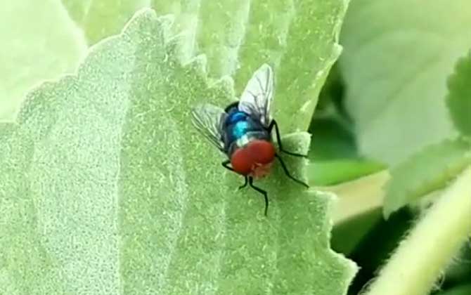 绿头苍蝇是什么动物？