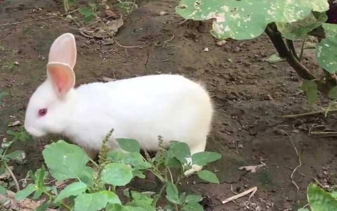 兔子的特点和生活特征