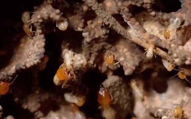 除白蚁最简单有效的方法